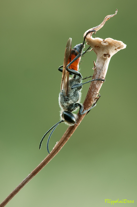 Sphecidae addormentato